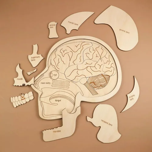 پازل آناتومی جمجمه سر / مغز